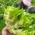 儿菜娃娃菜