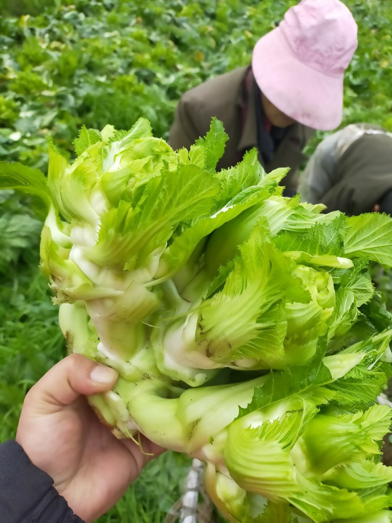 儿菜娃娃菜