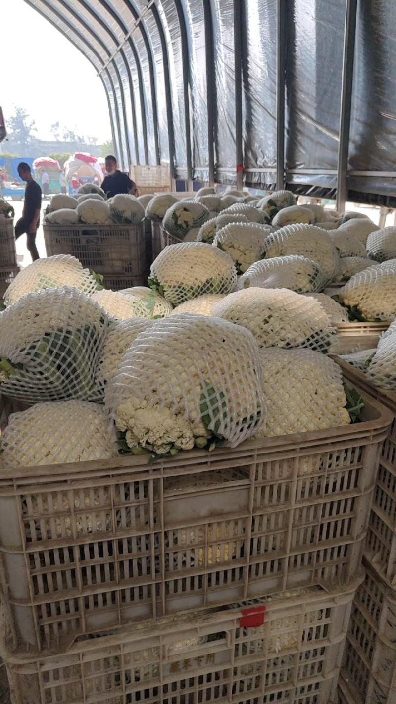 【实力推荐】有机花大量上市中，精品小米花一手货源，全国发货