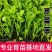 芹菜苗法国皇后芹菜苗皇后芹菜苗大量现货来电详谈