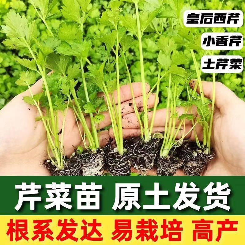 芹菜苗法国皇后芹菜苗皇后芹菜苗大量现货来电详谈