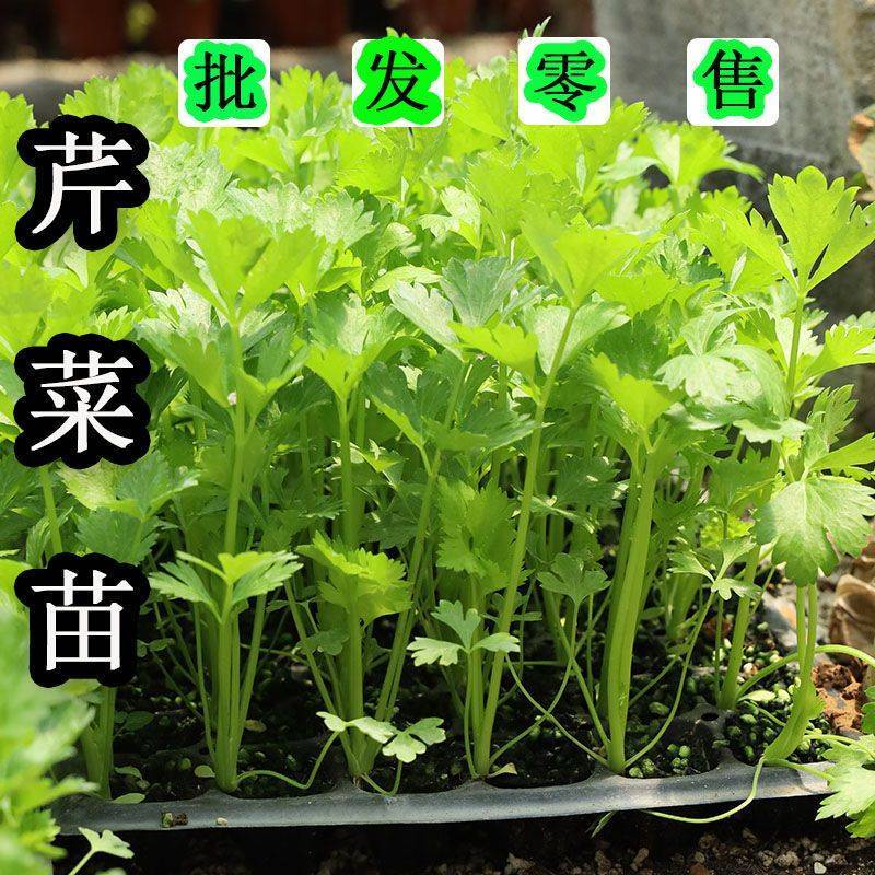 芹菜苗法国皇后芹菜苗皇后芹菜苗大量现货来电详谈