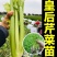 芹菜苗法国皇后芹菜苗皇后芹菜苗大量现货来电详谈