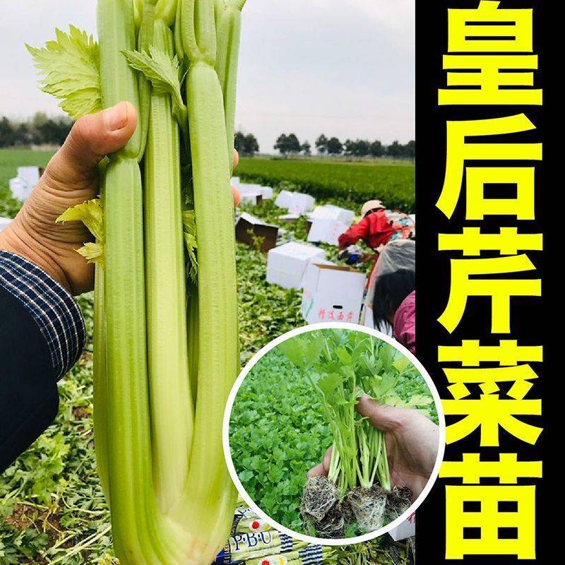 芹菜苗法国皇后芹菜苗皇后芹菜苗大量现货来电详谈