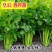 芹菜苗法国皇后芹菜苗皇后芹菜苗大量现货来电详谈