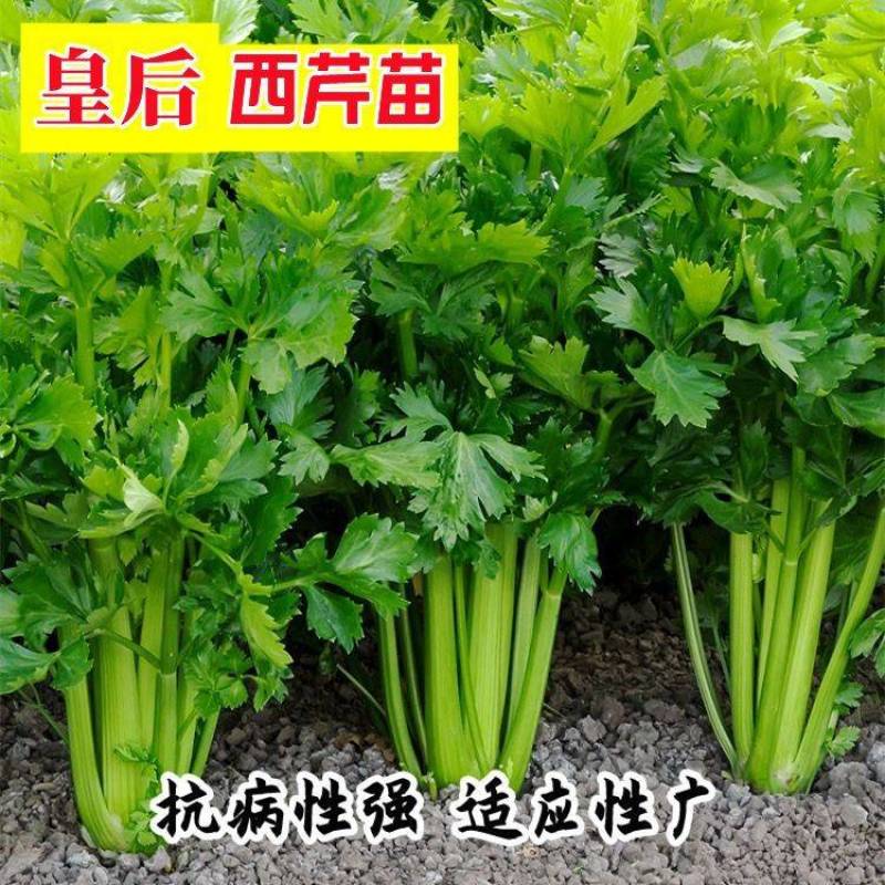 芹菜苗法国皇后芹菜苗皇后芹菜苗大量现货来电详谈