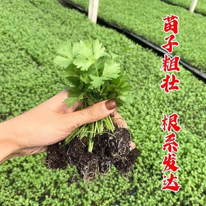 芹菜苗法国皇后芹菜苗皇后芹菜苗大量现货来电详谈