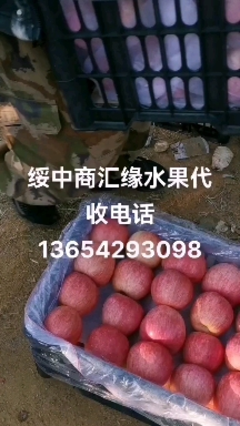 绥中寒富苹果大量有货价格1.60元，欢迎客商前来选购