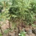 云杉杯苗