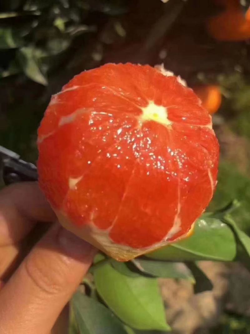 橙子，精品货源，产地发货，品质保证，欢迎各地老板来电订购