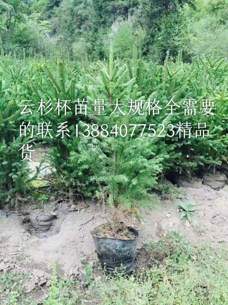 云杉杯苗18*18.和21+21杯一米以上的精品杯苗量大