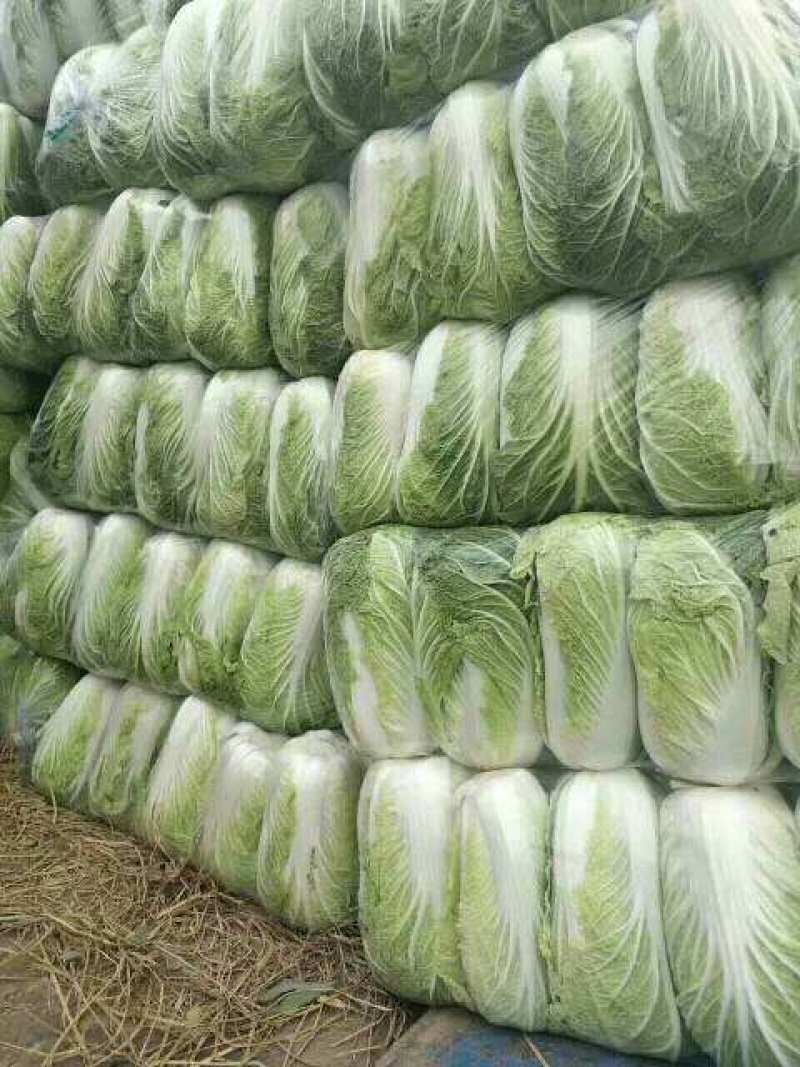 湖北当阳千亩黄心大白菜大量上市量大从优，质欢迎选购