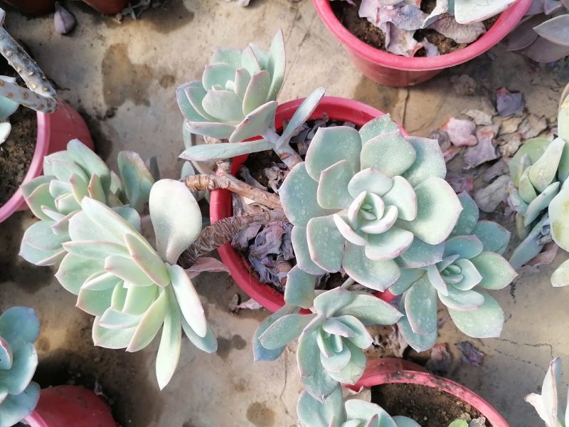 白凤多头老桩可以一物一拍，喜欢的私聊包邮吗，偏远地区除外