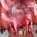 四川特产烟熏猪脸肉烟熏猪头肉烟熏猪板头一手货源价格美丽
