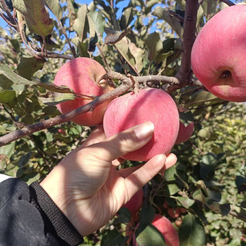 河北苹果纸袋富士苹果大量上市，质量好，欢迎客户咨询采购