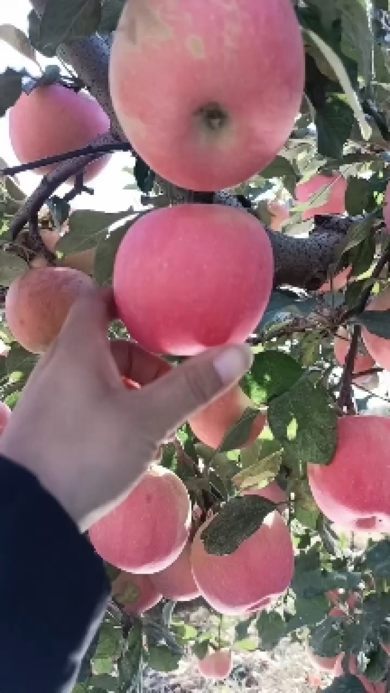 河北苹果纸袋富士苹果大量上市，质量好，欢迎客户咨询采购