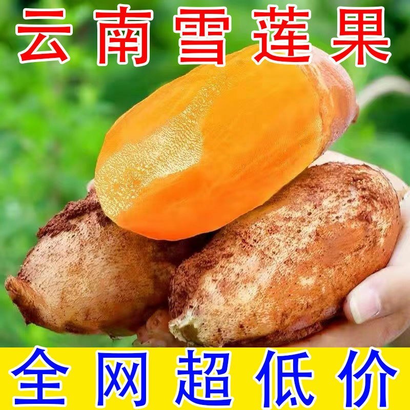 云南天山雪连果当季孕妇新鲜水果黄心红心整箱批发雪连果