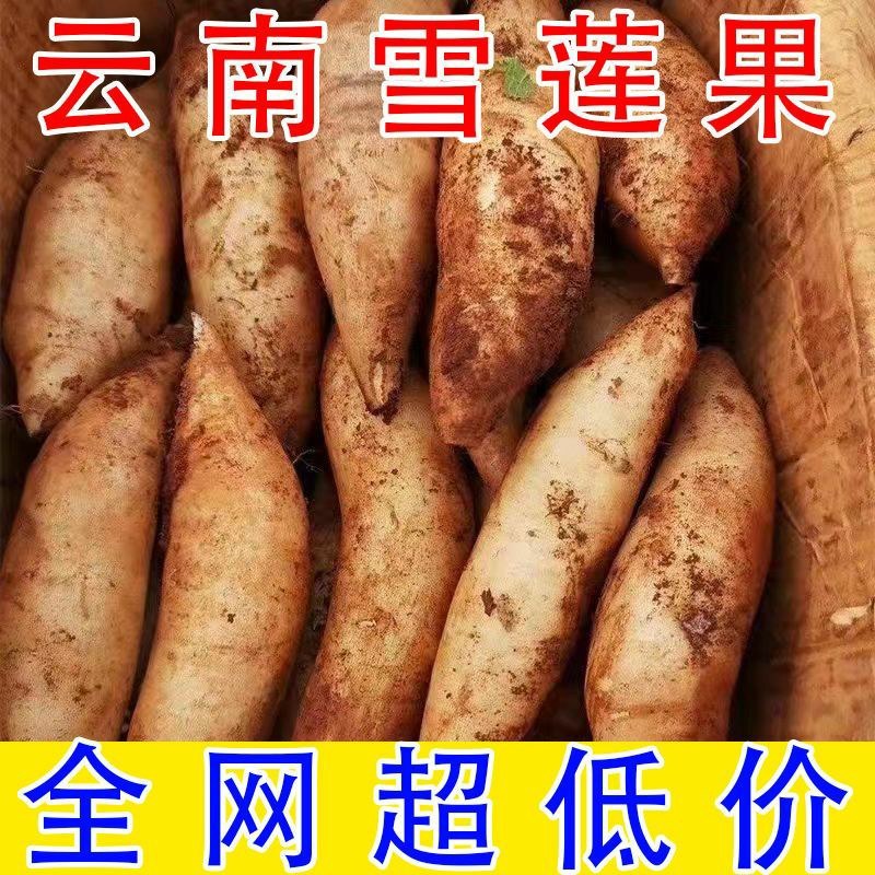 云南天山雪连果当季孕妇新鲜水果黄心红心整箱批发雪连果