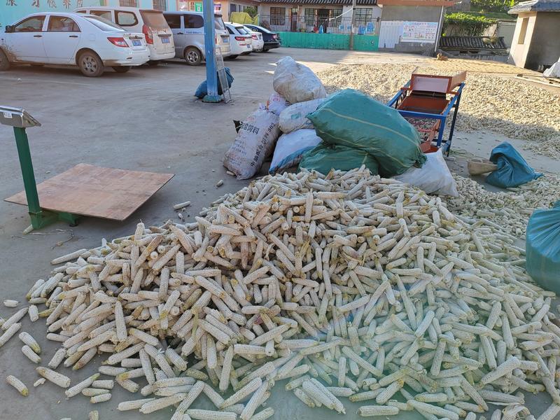玉米芯，大量供应，可根据要求加工