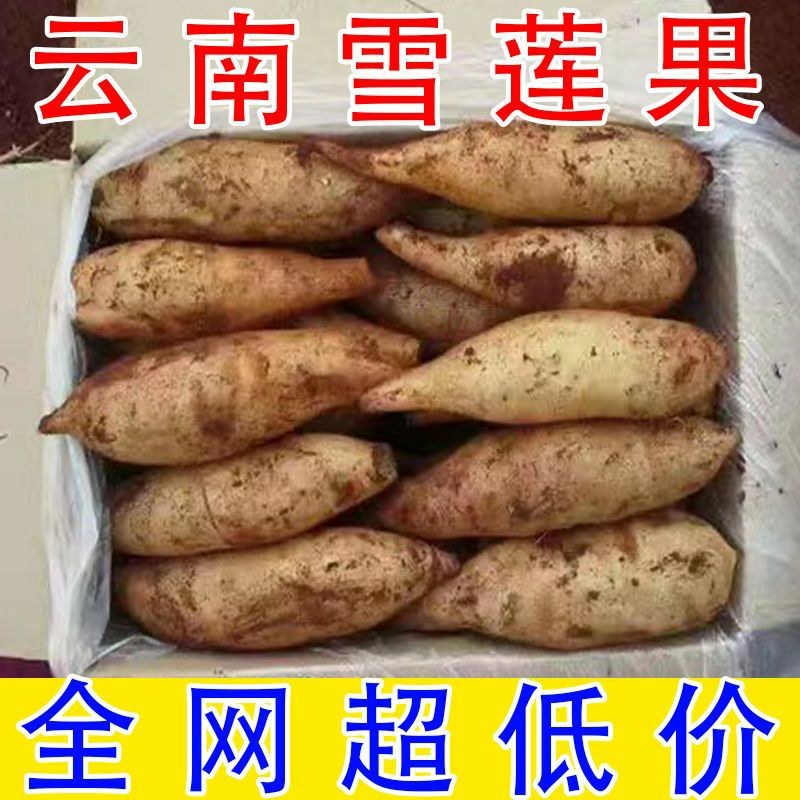 云南天山雪连果当季孕妇新鲜水果黄心红心整箱批发雪连果