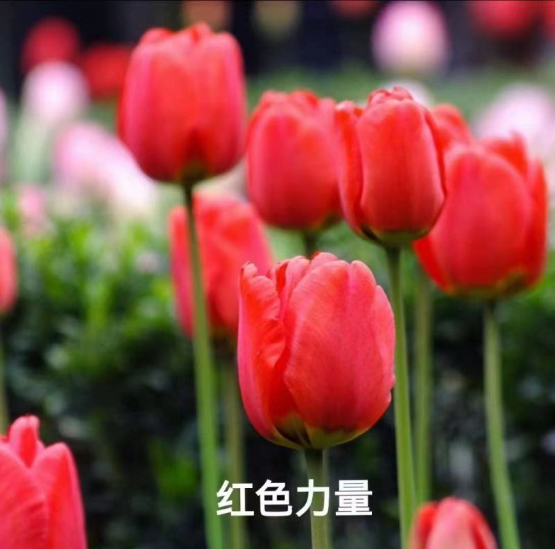 郁金香荷兰进口种球品种丰富多彩多姿颜色丰富多彩质量保障