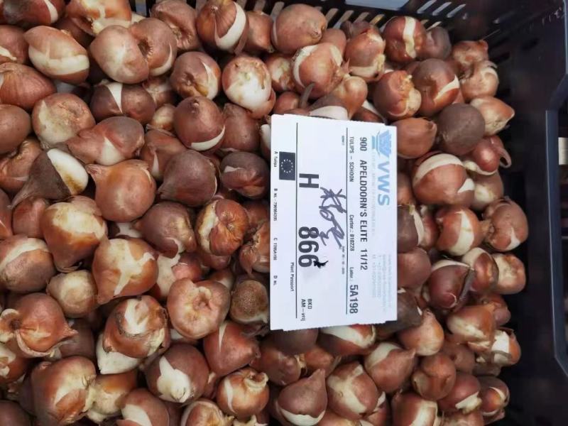郁金香荷兰进口种球品种丰富多彩多姿颜色丰富多彩质量保障