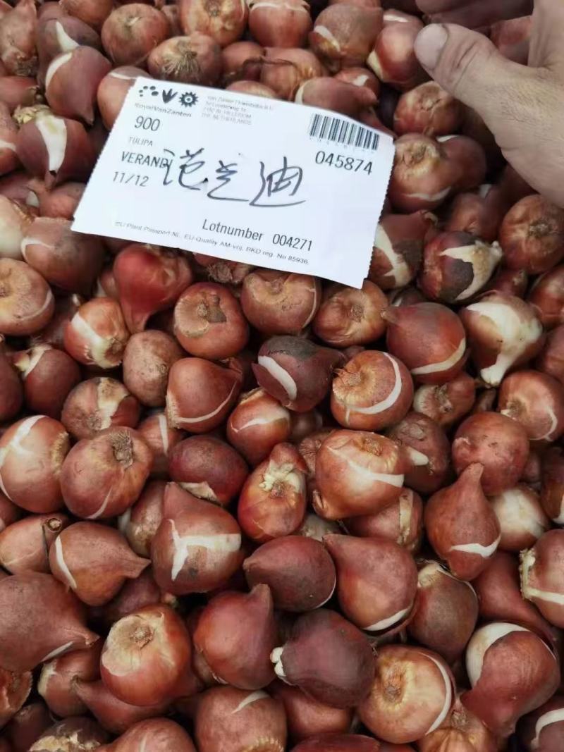 郁金香荷兰进口种球品种丰富多彩多姿颜色丰富多彩质量保障