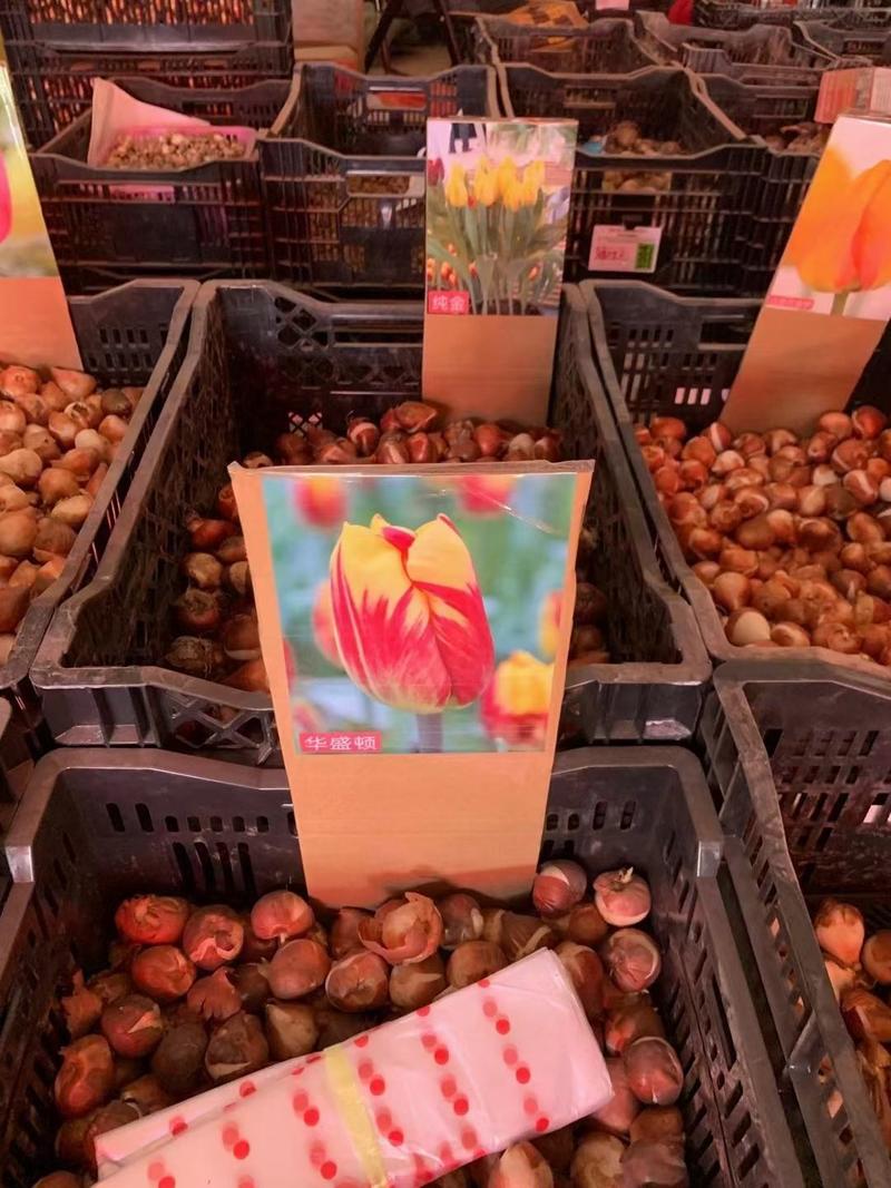郁金香荷兰进口种球品种丰富多彩多姿颜色丰富多彩质量保障