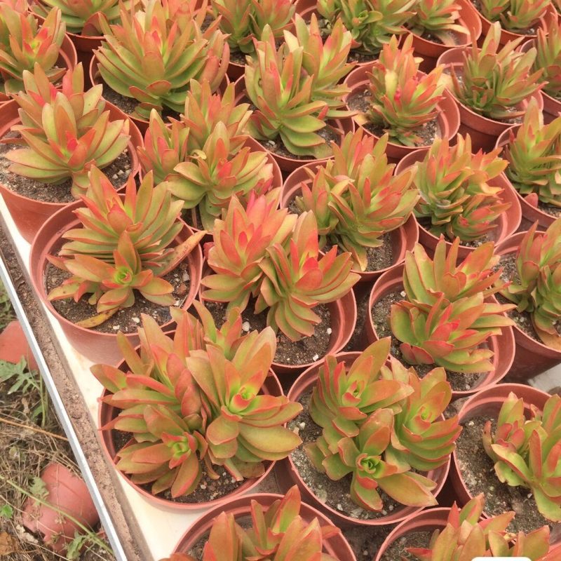 火祭，赤鬼城多肉植物批发零售，大量出货中
