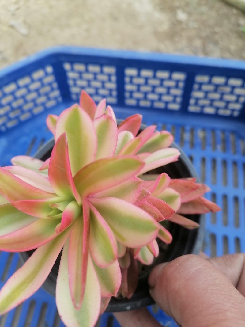 火祭，赤鬼城多肉植物批发零售，大量出货中