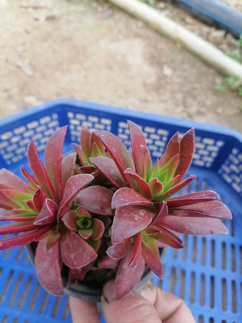火祭，赤鬼城多肉植物批发零售，大量出货中