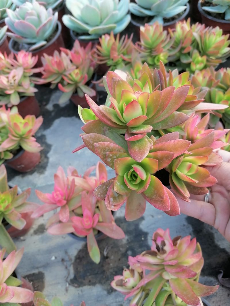 火祭，赤鬼城多肉植物批发零售，大量出货中
