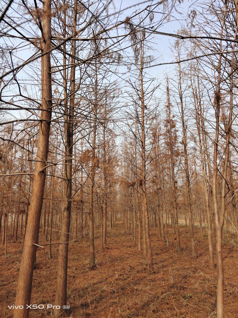 湖南益阳1-18公分落羽杉黑土田苗基地直销一手货源