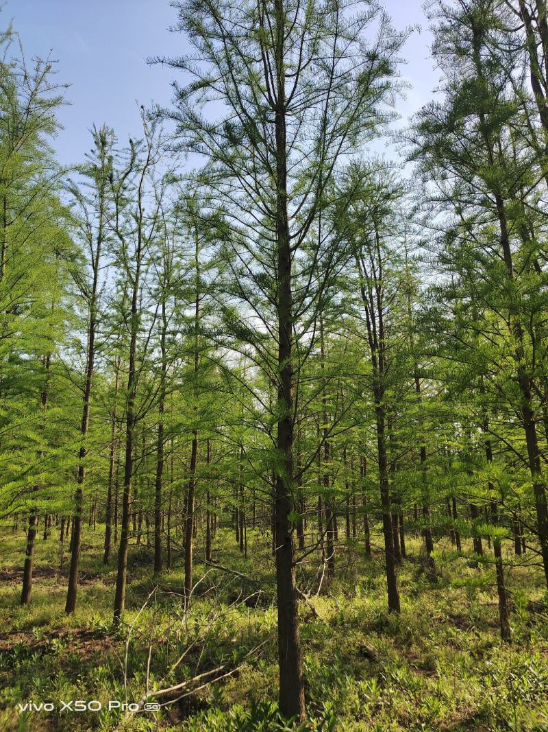湖南益阳1-18公分落羽杉黑土田苗基地直销一手货源