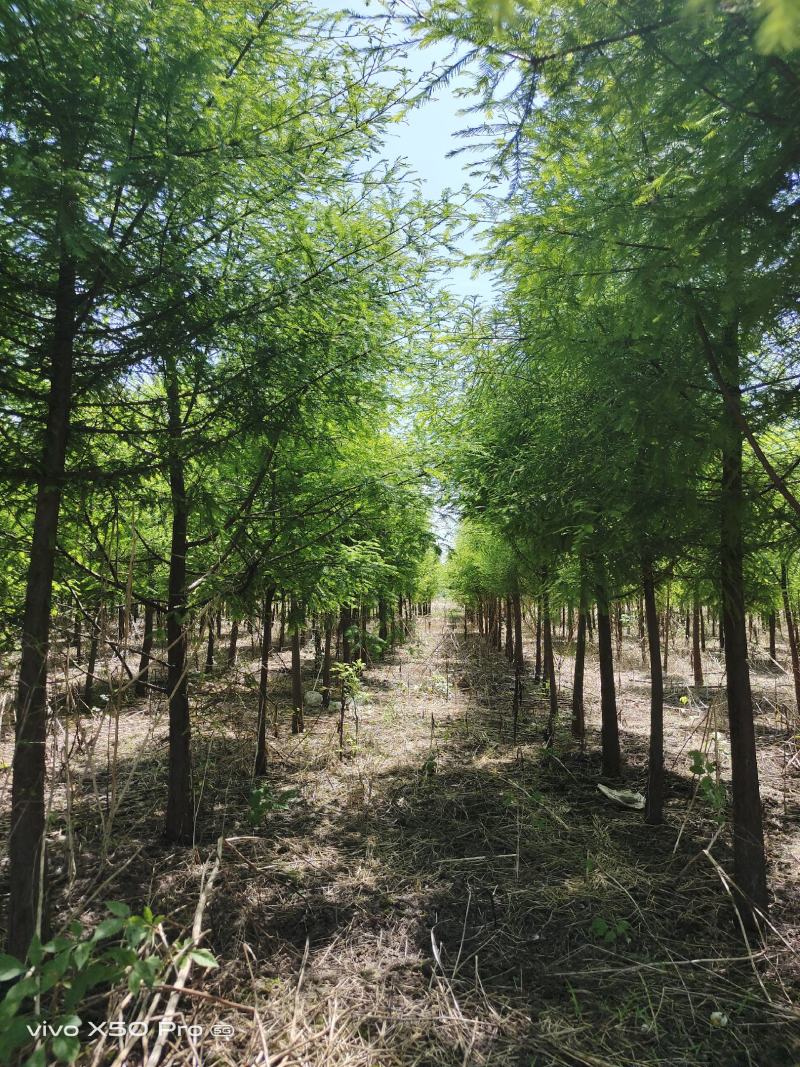 湖南益阳1-18公分落羽杉黑土田苗基地直销一手货源