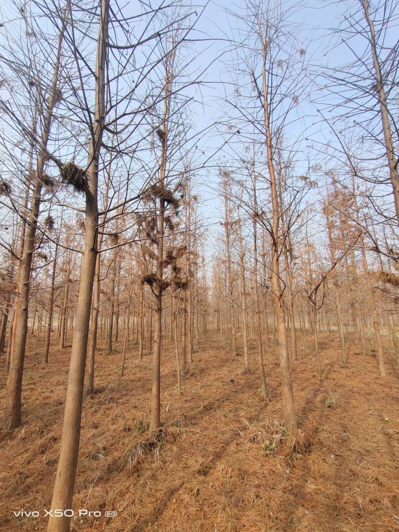 湖南益阳1-18公分落羽杉黑土田苗基地直销一手货源