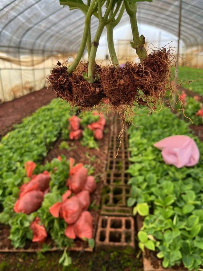 绣球花（八仙花）无尽夏绣球八仙花种苗绿化观赏绣球小苗不带