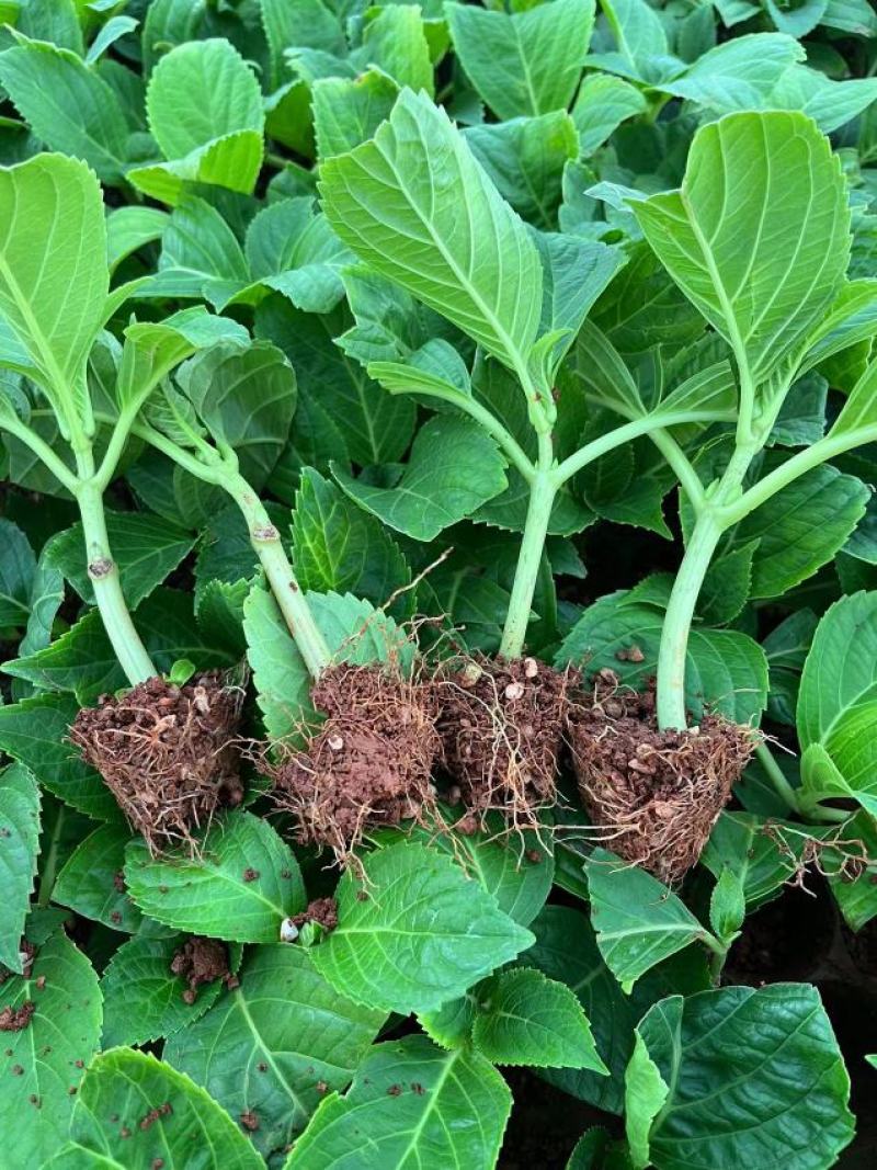 绣球花（八仙花）无尽夏绣球八仙花种苗绿化观赏绣球小苗不带