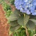 绣球花（八仙花）无尽夏绣球八仙花种苗绿化观赏绣球小苗不带