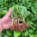 绣球花（八仙花）无尽夏绣球八仙花种苗绿化观赏绣球小苗不带