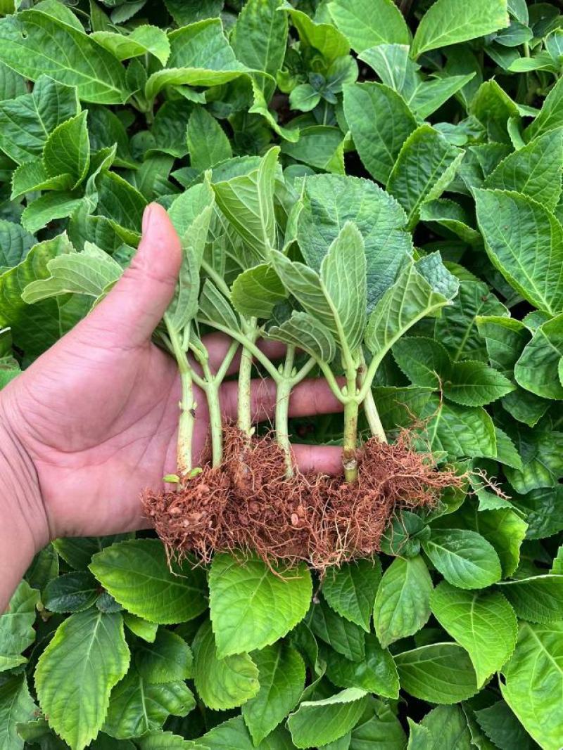 绣球花（八仙花）无尽夏绣球八仙花种苗绿化观赏绣球小苗不带