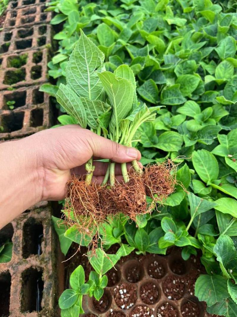 绣球花（八仙花）无尽夏绣球八仙花种苗绿化观赏绣球小苗不带