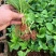 绣球花（八仙花）无尽夏绣球八仙花种苗绿化观赏绣球小苗不带