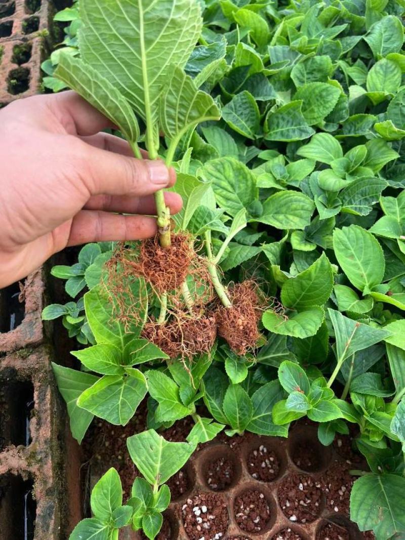 绣球花（八仙花）无尽夏绣球八仙花种苗绿化观赏绣球小苗不带