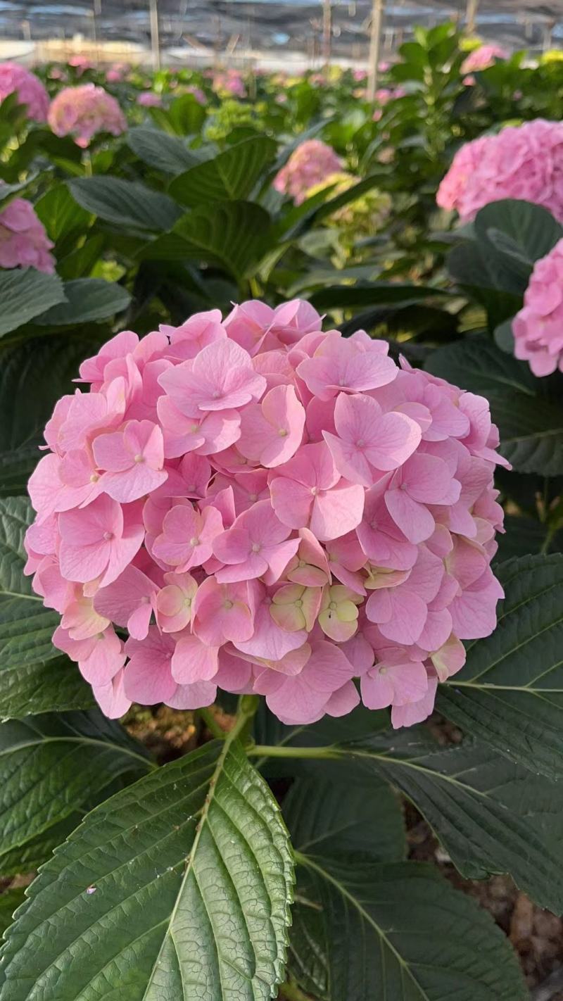 绣球花（八仙花）无尽夏绣球八仙花种苗绿化观赏绣球小苗不带