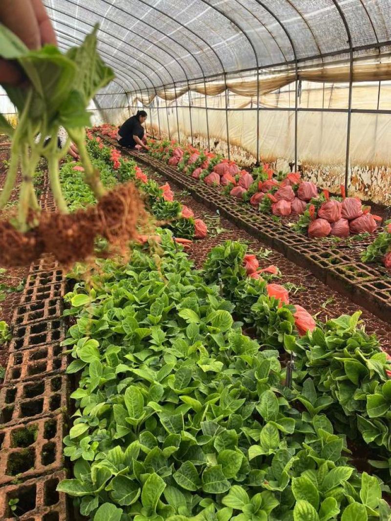 绣球花（八仙花）无尽夏绣球八仙花种苗绿化观赏绣球小苗不带