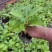 绣球花（八仙花）无尽夏绣球八仙花种苗绿化观赏绣球小苗不带