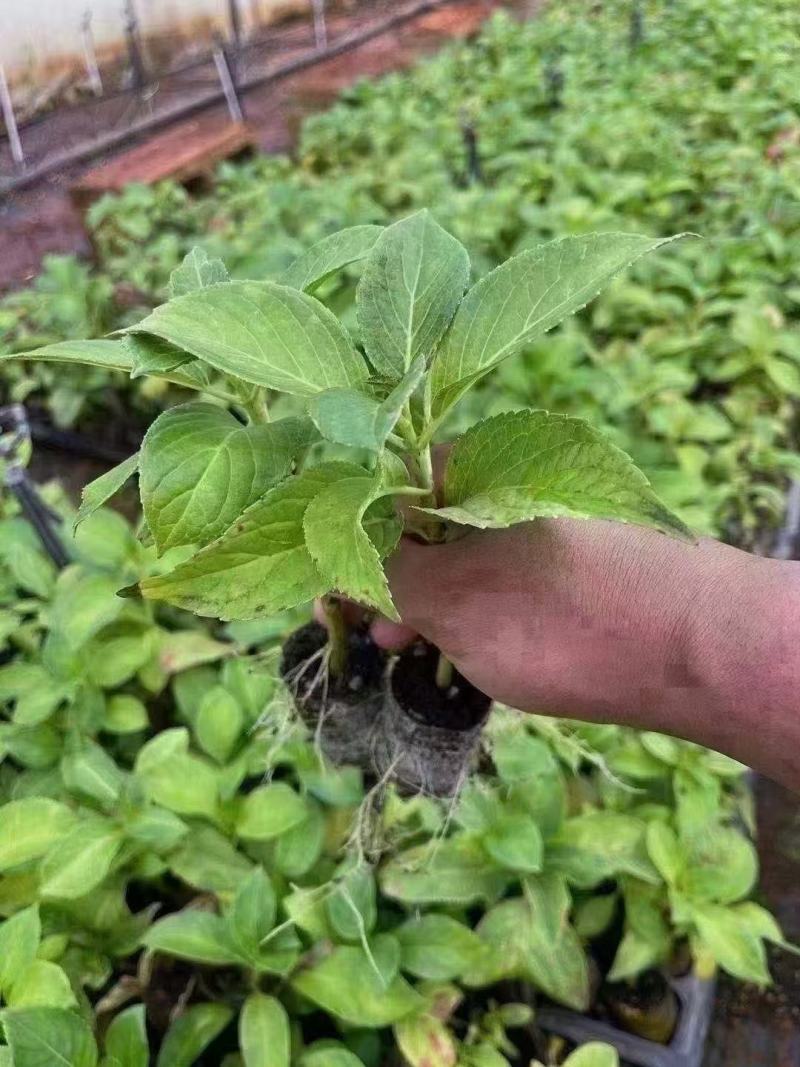 绣球花（八仙花）无尽夏绣球八仙花种苗绿化观赏绣球小苗不带