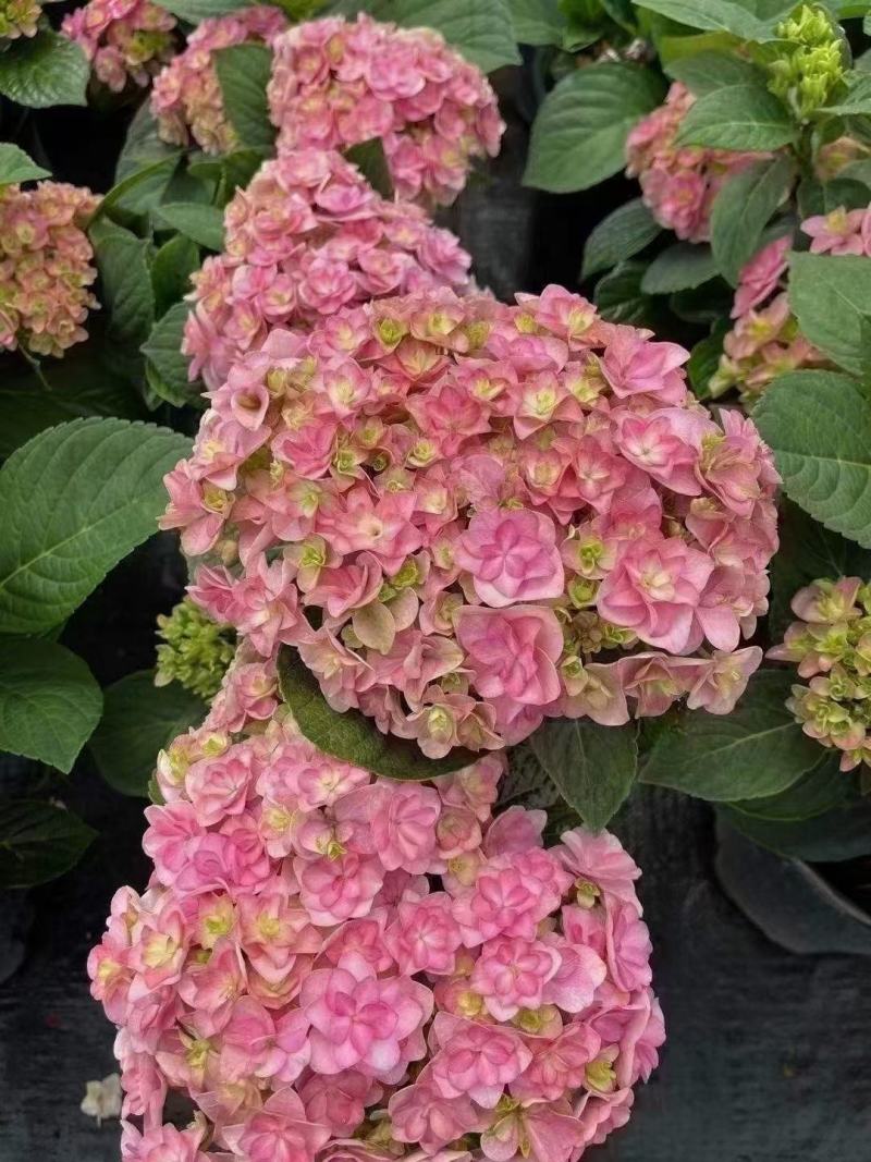 绣球花（八仙花）无尽夏绣球八仙花种苗绿化观赏绣球小苗不带
