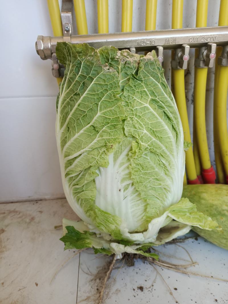 大黄心，白菜